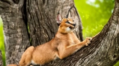 Caracal (fotografija): graciozan predstavnik mačjeg egzotičnog